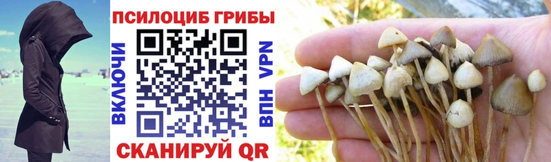 цена Калач Псилоцибиновые грибы Cubensis